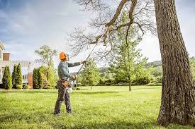 Best Commercial Tree Removal  in Andover, MN